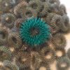 Anello elastico Sujok per il massaggio VERDE taglia 3 - immagine 3